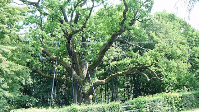 Dąb Bartek Dąb Bartek