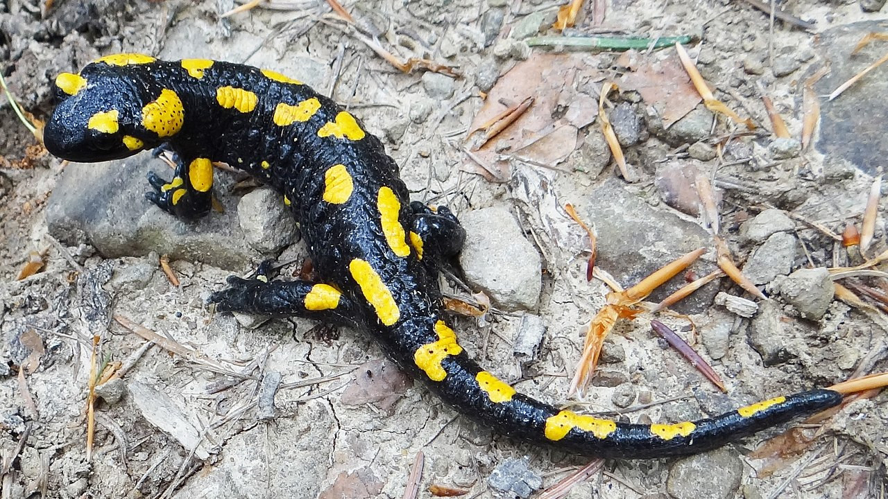 Salamandra Plamista Salamandra Plamista