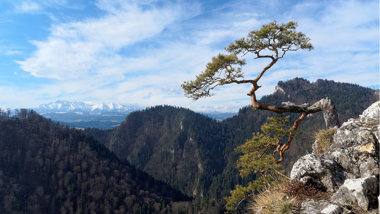 Sosna na Sokolicy Sosna na Sokolicy