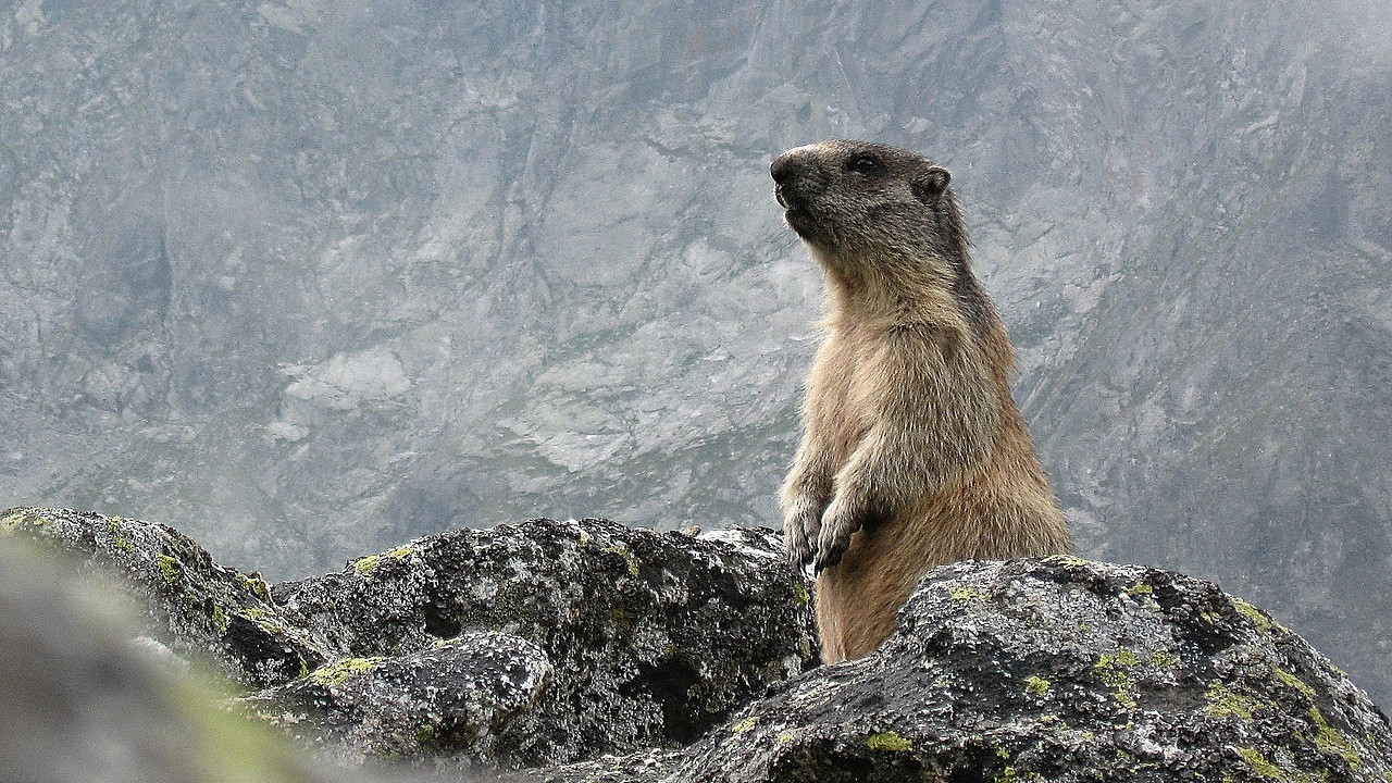 Świstak tatrzańsk Świstak tatrzańsk