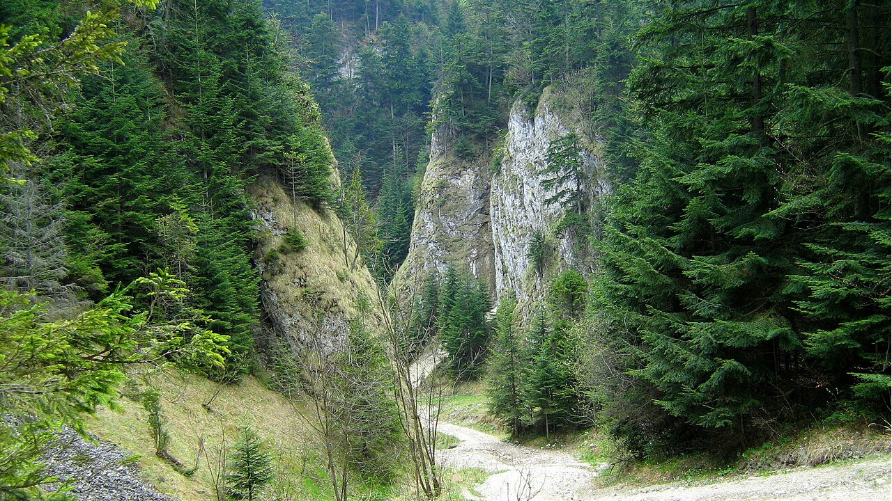 Wąwóz Szopczański Wąwóz Szopczański